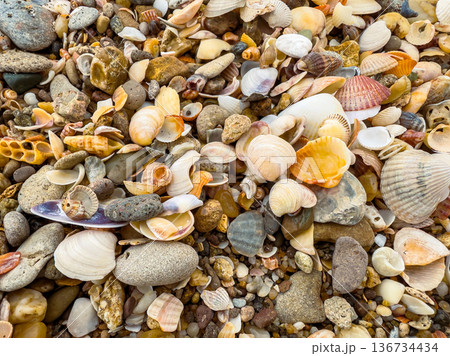 Variety of seashells and stones on a beach during daylight Variety of seashells and stones on a beach during daylight 136734434