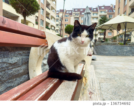 Black and white cat sits on a bench in a city courtyard with buildings in the background during daylight 136734692