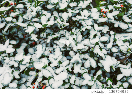 Snow covers green leaves and red berries on a bush in a garden during winter in a cold climate Snow covers green leaves and red berries on a bush in a garden during winter in a cold climate 136734983