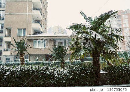 Snow falls on green plants near buildings during winter season in an urban area with a mix of nature and cityscape 136735076