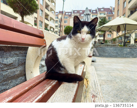 Cat sits on wooden bench in urban setting near buildings and fountain during daytime, showing clear view of surroundings and relaxed pose 136735114
