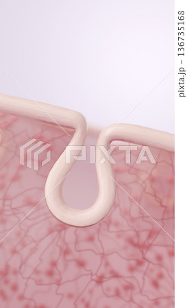 コラーゲン密度が向上し引き締まった毛穴と健康な皮膚構造の断面CG コラーゲン密度が向上し引き締まった毛穴と健康な皮膚構造の断面CG 136735168
