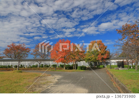 新発田城址公園の白壁に映える鮮やかな紅葉の風景 新発田城址公園の白壁に映える鮮やかな紅葉の風景 136735980