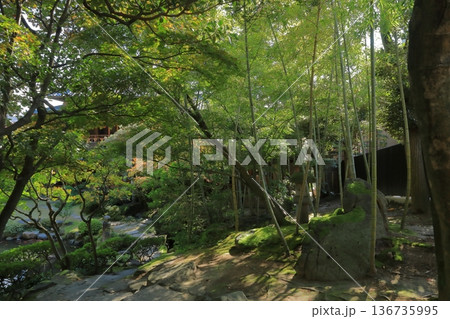 新潟市旧齋藤家別邸の緑に囲まれた日本庭園の風景 136735995