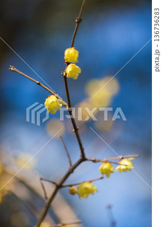 春まじかの公園 136736283