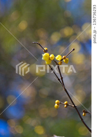 春まじかの公園 136736293