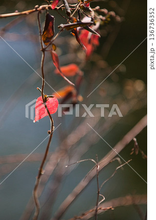 春まじかの公園 春まじかの公園 136736352