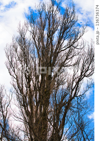 春まじかの公園 春まじかの公園 136736374