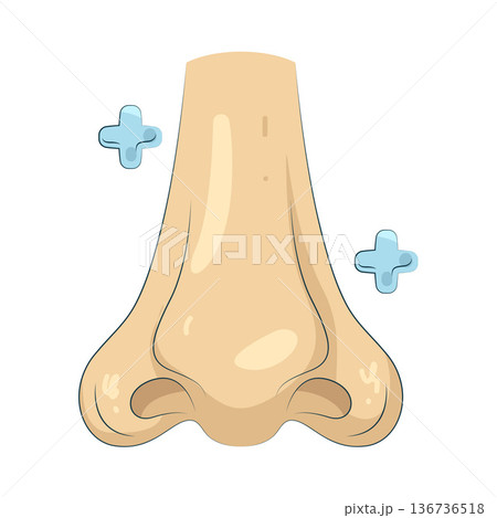 Illustration of human nose 136736518