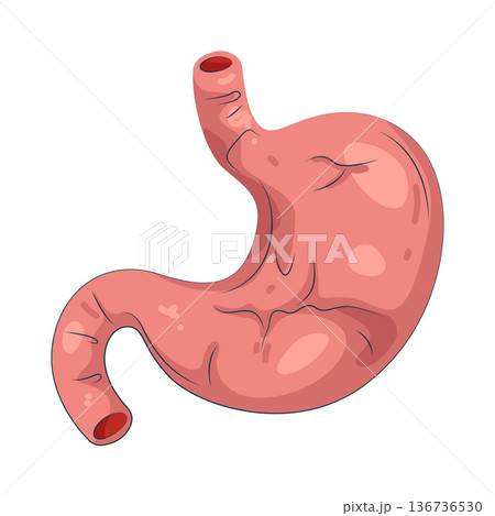 Illustration of human stomach Illustration of human stomach 136736530