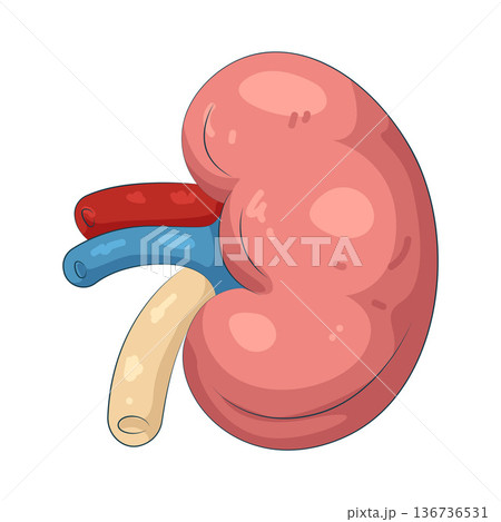 Illustration of human kidney 136736531