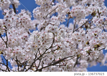 満開の桜のイメージ（2） 136737023