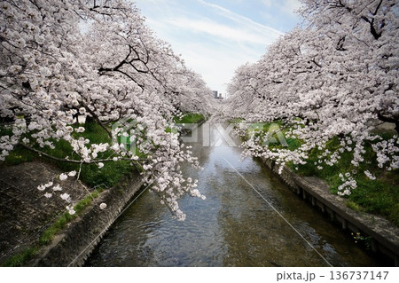 岩倉市五条川沿いに咲く桜 136737147