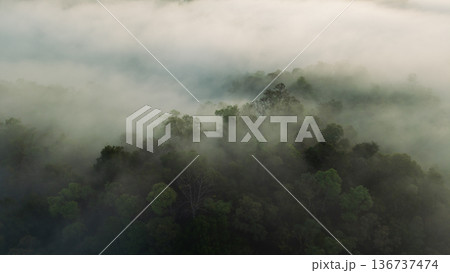 Aerial top down view of green forest canopy texture with thin mist. Aerial top down view of green forest canopy texture with thin mist. 136737474