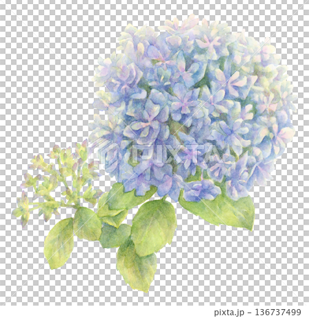 繡球花水彩插圖(藍色) 繡球花水彩插圖(藍色) 136737499
