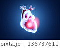 心臓のレントゲン風3Dイラスト。中心部の光るハイライトと心臓疾患、血管の健康診断コンセプト。 136737611