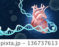 心臓とDNAが結合したゲノム編集のコンセプト。クリスパー、遺伝子治療、先端医療の3Dイラスト。 136737613