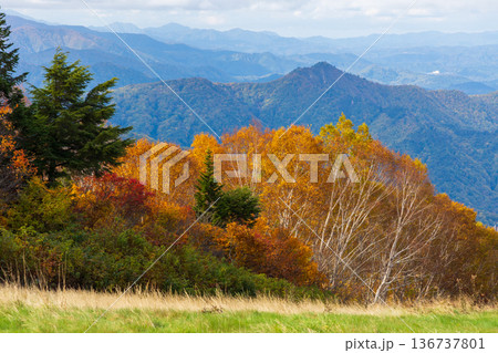 秋の山形県米沢市　紅葉の天元台高原 136737801