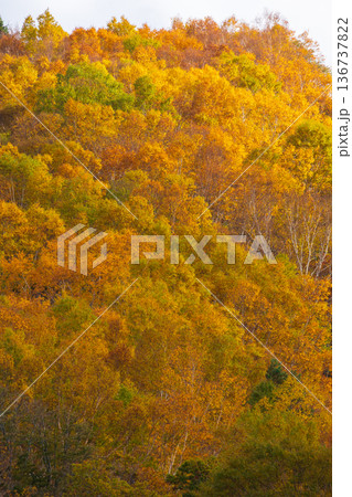 秋の山形県米沢市 紅葉の天元台高原 秋の山形県米沢市 紅葉の天元台高原 136737822