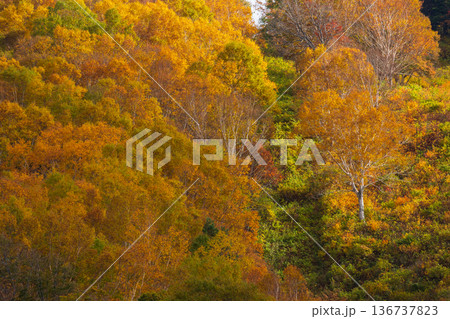 秋の山形県米沢市　紅葉の天元台高原 136737823