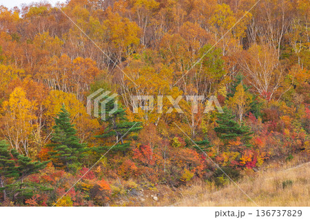 秋の山形県米沢市　紅葉の天元台高原 136737829
