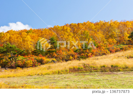 秋の山形県米沢市 紅葉の天元台高原 秋の山形県米沢市 紅葉の天元台高原 136737873