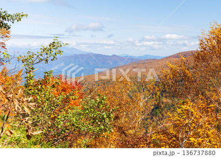 秋の山形県米沢市 紅葉の天元台高原 秋の山形県米沢市 紅葉の天元台高原 136737880