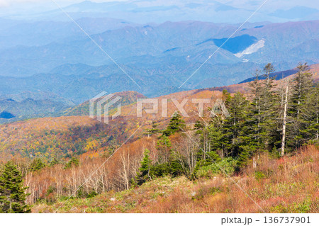秋の山形県米沢市　紅葉の天元台高原 136737901