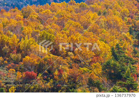 秋の山形県米沢市　紅葉の天元台高原 136737970