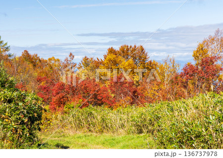 秋の山形県米沢市 紅葉の天元台高原 秋の山形県米沢市 紅葉の天元台高原 136737978