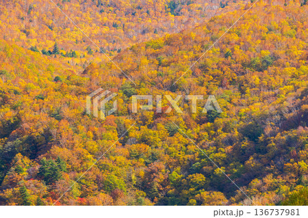 秋の山形県米沢市 紅葉の天元台高原 秋の山形県米沢市 紅葉の天元台高原 136737981