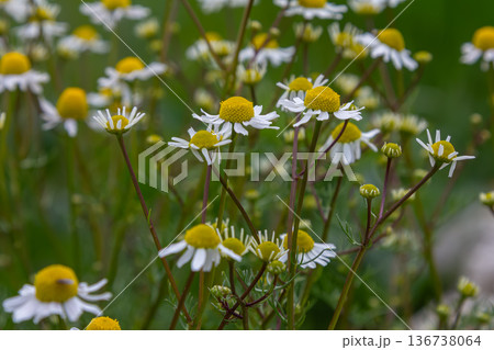 German chamomile flowers bloom vibrantly in a lush green meadow during late spring attracting pollinators with their distinct yellow centers 136738064