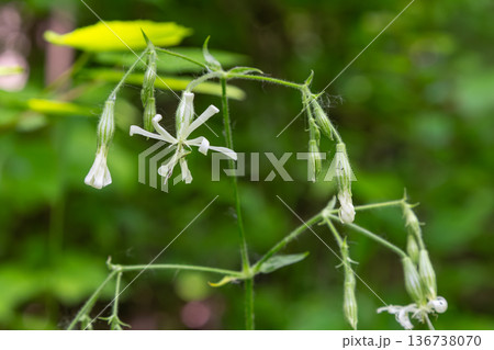 Silene nutans blooms gracefully in its natural habitat showcasing delicate white flowers amid lush greenery in late spring 136738070
