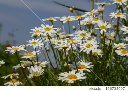 Bright oxeye daisies bloom in a lush green meadow on a sunny day showcasing their vibrant white petals and sunny yellow centers Bright oxeye daisies bloom in a lush green meadow on a sunny day showcasing their vibrant white petals and sunny yellow centers 136738097