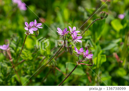 Colorful Erodium cicutarium blooms in a vibrant green field during springtime showcasing delicate pinkish-purple flowers in natural sunlight 136738099