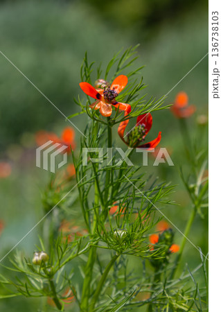 Summer Pheasant's-eye blooms with vibrant orange petals attracting pollinators in a lush green landscape during a sunny afternoon 136738103