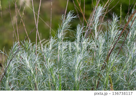 Exploring Artemisia absinthium Wormwood plant showcasing its delicate foliage in a natural setting during late spring 136738117