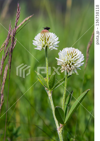 Mountain clover Trifolium montanum blooms in a lush green meadow with a small insect on its flower in early summer sunlight 136738118