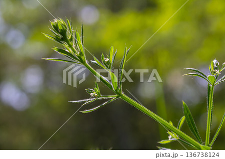 Galium aparine showcases its vibrant growth among lush greenery in a sunny forest setting during springtime Galium aparine showcases its vibrant growth among lush greenery in a sunny forest setting during springtime 136738124