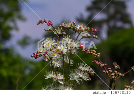 Filipendula vulgaris blooms vibrantly in a sunny meadow showcasing intricate white blossoms and budding pink flowers during late spring Filipendula vulgaris blooms vibrantly in a sunny meadow showcasing intricate white blossoms and budding pink flowers during late spring 136738130