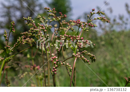 Filipendula vulgaris growing in a grassy landscape during a sunny afternoon showing budding flowers and lush greenery 136738132