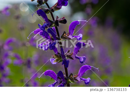 Beautiful meadow clary blooms of Salvia pratensis stand tall under the sun showcasing vibrant purple petals against a blurred green background in spring 136738133