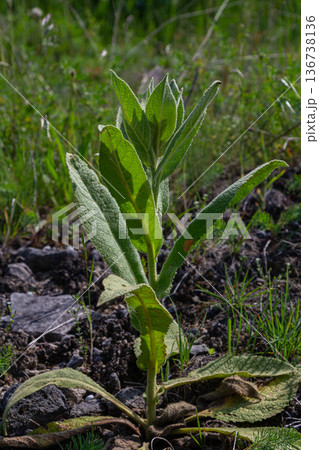 Common mullein plants growing in a lush green field under bright sunlight showcasing their leafy structure and vitality during springtime 136738136