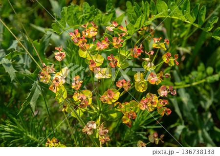 Sun Spurge known as Euphorbia helioscopia blooms brightly in lush green surroundings during a sunny afternoon in a natural habitat 136738138