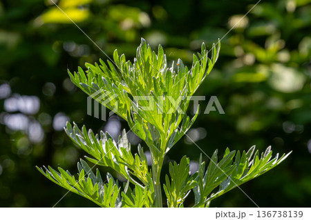 Capturing the essence of Artemisia absinthium with aromatic silvery leaves in a sunlit garden setting surrounded by lush greenery 136738139