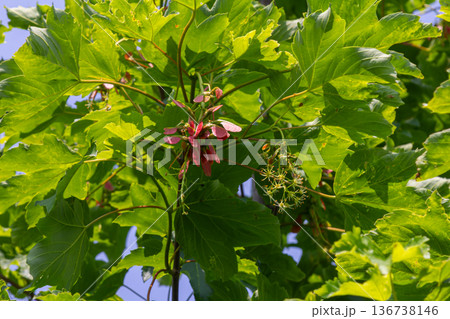 Winged seeds and vibrant leaves of Acer pseudoplatanus in springtime growth under clear blue skies Winged seeds and vibrant leaves of Acer pseudoplatanus in springtime growth under clear blue skies 136738146