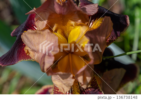 Vivid iris flower showcasing intricate petals and vibrant colors during spring blooming season in a lush garden setting 136738148