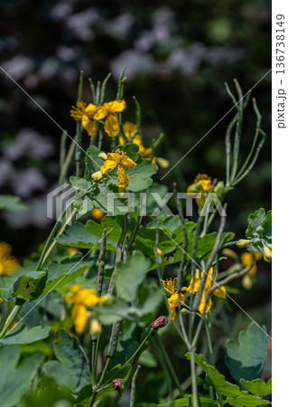 Bright yellow flowers of Chelidonium majus bloom amidst lush green foliage in a vibrant natural setting during summer 136738149