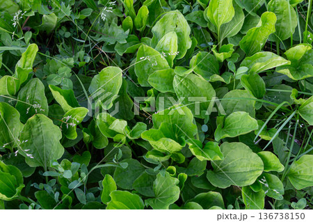 Broadleaf plantain in a lush green field showcasing its vibrant leaves during spring growth 136738150