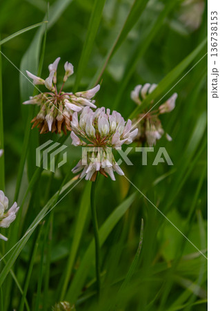 Clusters of white clover blooming in lush green grass during a sunny day in a natural field setting Clusters of white clover blooming in lush green grass during a sunny day in a natural field setting 136738153